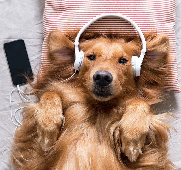 música relajante para perros