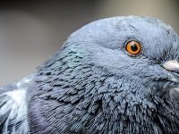 palomas detectan cáncer