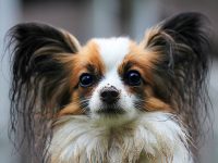 papillon perro