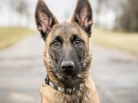 malinois perro