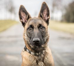 Malinois