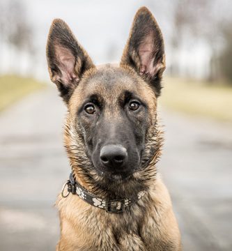 malinois perro