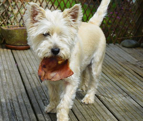 alimento para perros natural