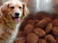 alimento para perros