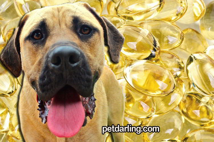 alimento para perros