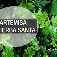 artemisa planta