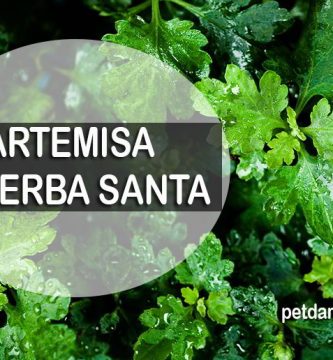 artemisa planta