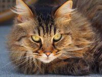 cuando es adulto un gato