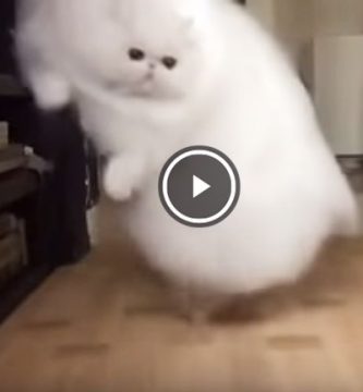 gato a camara lenta