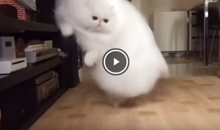 gato a camara lenta