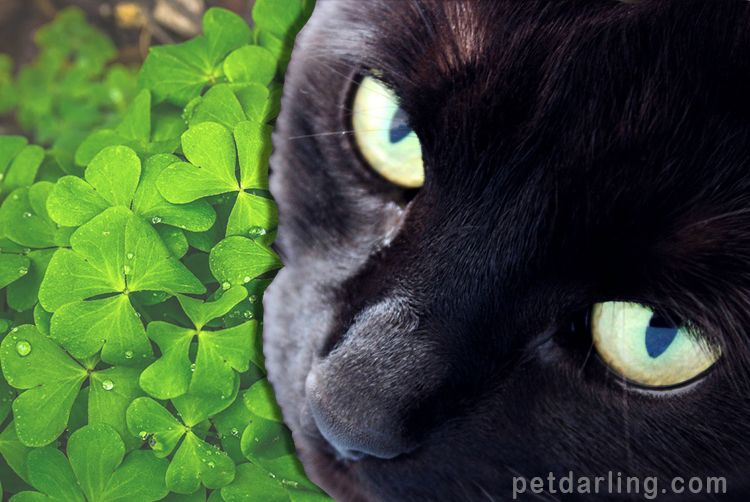 gato negro mala suerte