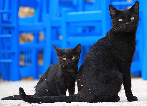 gatos negros