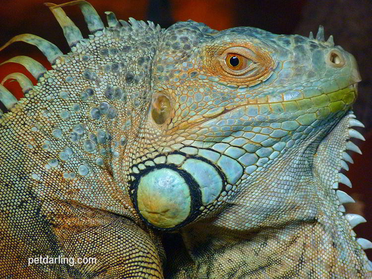 iguana verde imagenes
