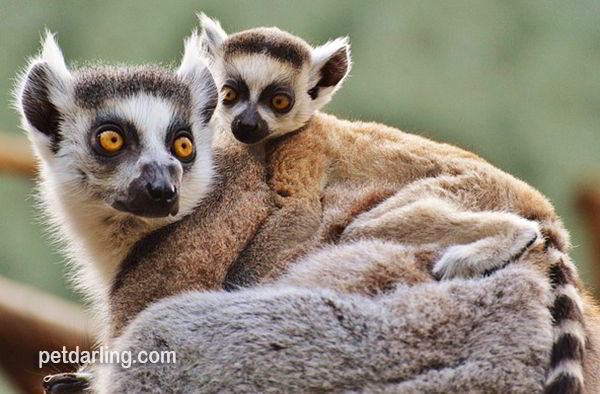 animales de la selva lemur