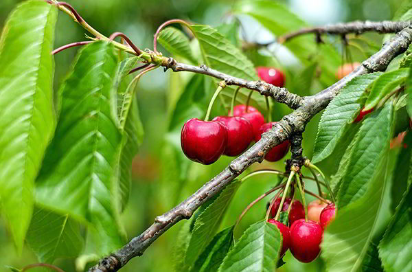 imagenes de plantas con sus partes