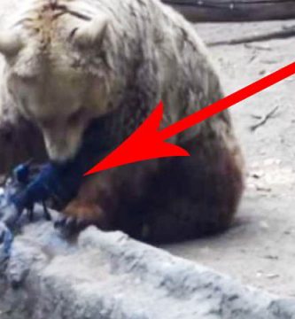 oso salva pajaro de ahogarse