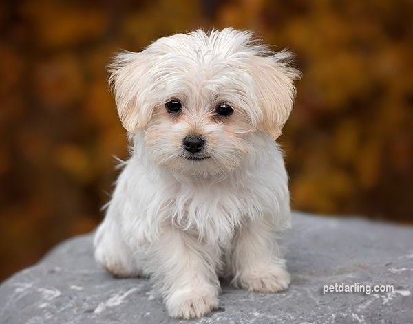 perritos pequeños fotos