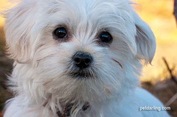 perritos pequeños imagenes