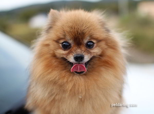 perritos pequeños peludos