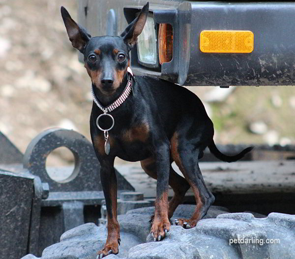 perritos pequeños que no crecen