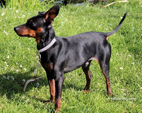 perritos pequeños