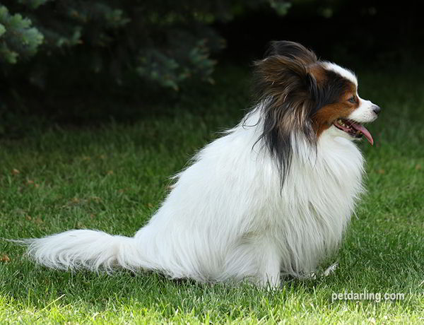 perritos pequeños razas