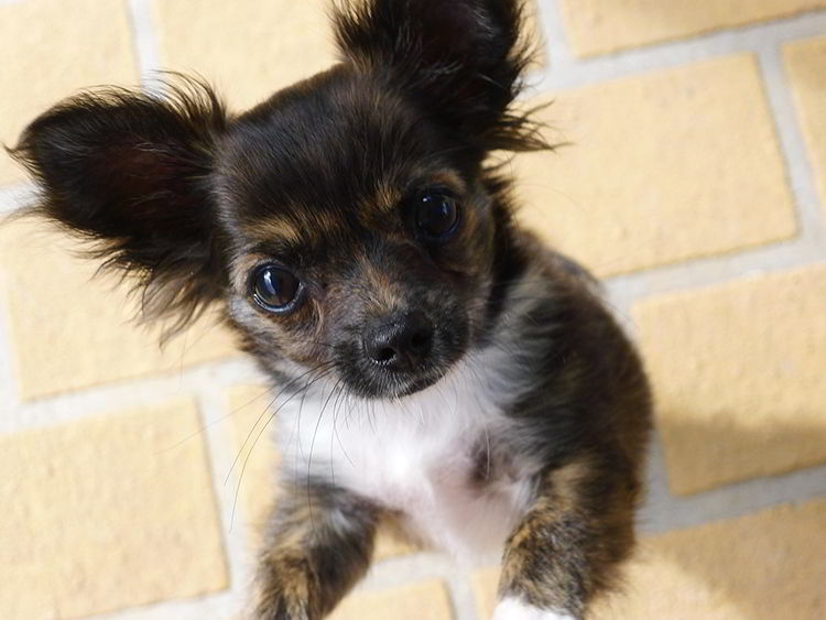 perritos pequeños