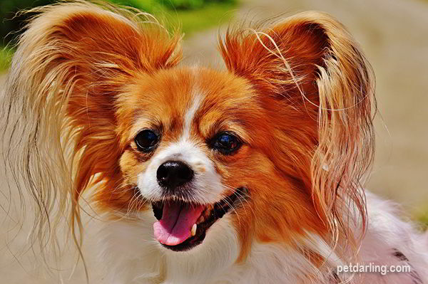 imagenes de perritos pequeños
