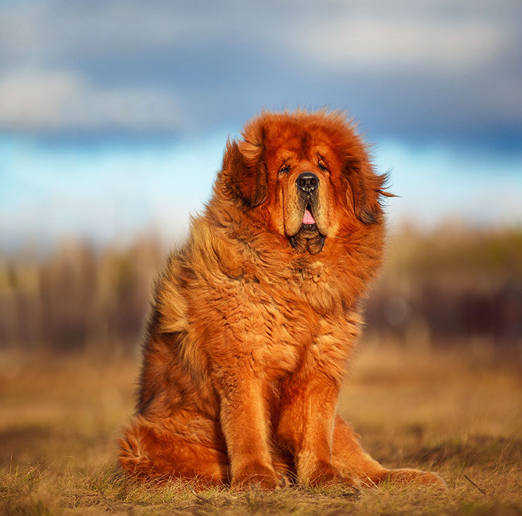 perros antiguos