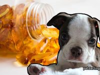 aceite de pescado para perros