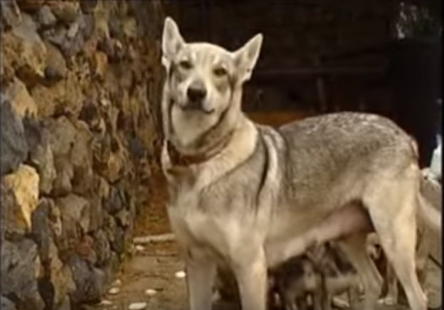 imagenes de perro lobo herreño