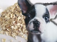 los perros pueden comer avena