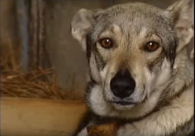 perro lobo herreño
