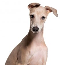 Galgo italiano