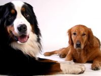 dieta para perros con insuficiencia renal