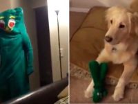 hombre disfrazado juguete de perro