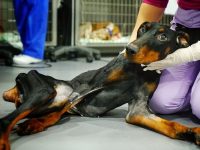 perro columna rota