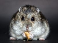 nombres para hamster