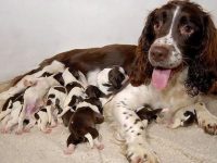 perro springer spaniel