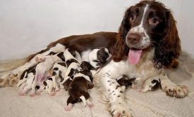 Springer Spaniel inglés