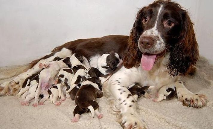 perro springer spaniel