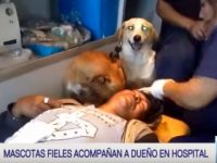 perros acompañan dueño hospital video