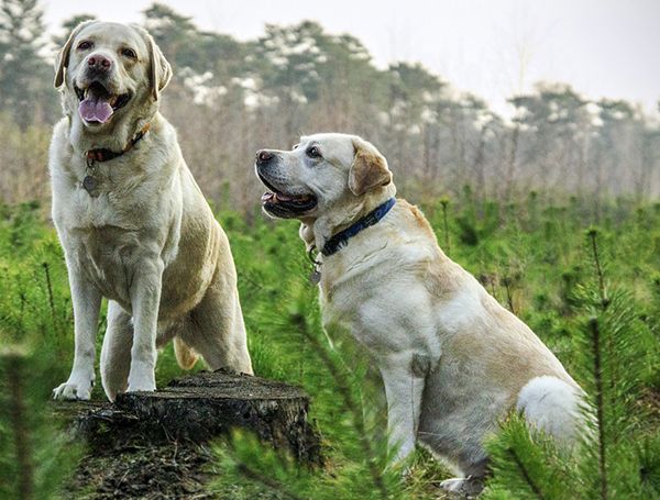 piometra en perros