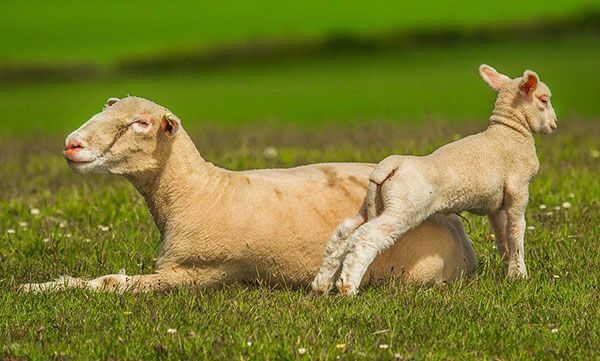 animales de granja oveja