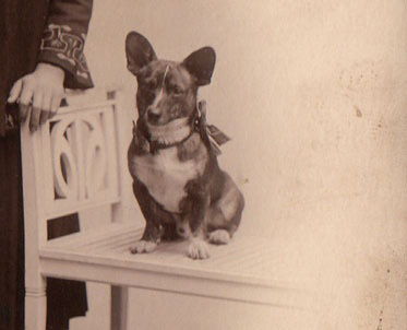 fotos antiguas de perros corgi