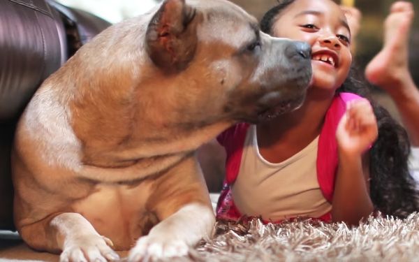 imagenes de cane corso