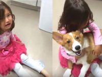 corgi consuela niña que llora
