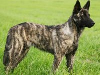 perro pastor holandes