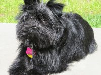 affenpinscher