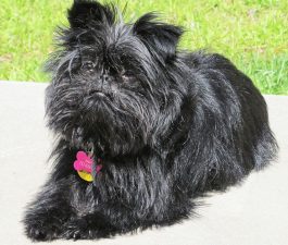 Affenpinscher